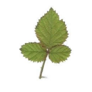 herbs - Bramble leaves Herbs