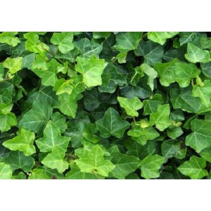herbs - Ivy  Herbs