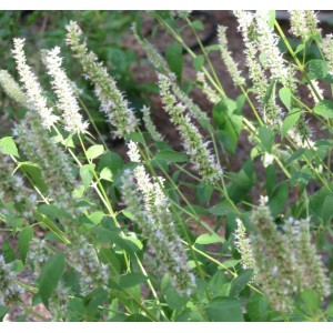 herbs - Hyssop herb Herbs