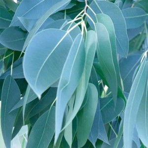 herbs - Eucalyptus Herbs