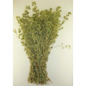 herbs - Oregano bunch Herbs