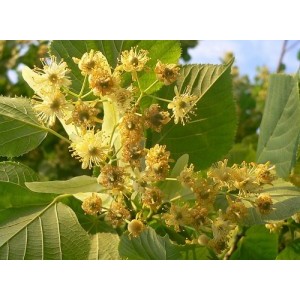 herbs - Linden herb (flower) Herbs