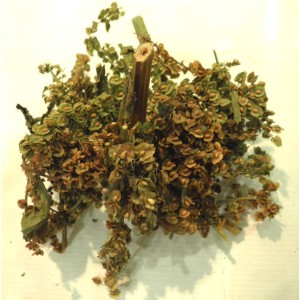 herbs - Iron herb Herbs
