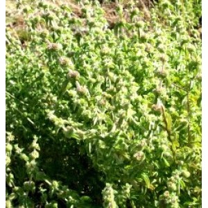 herbs - Fliskouni herb (wild mint) Herbs